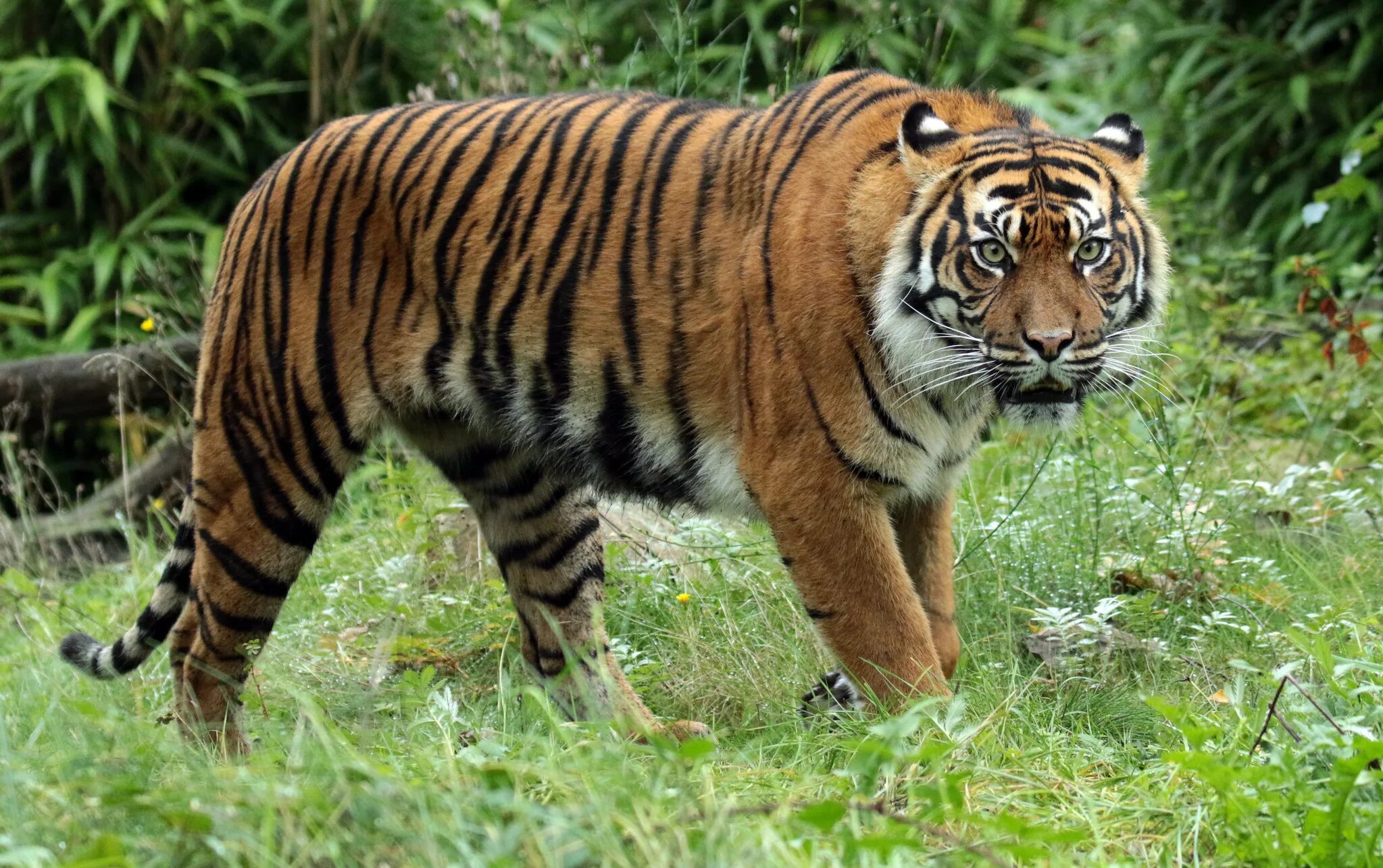 Тайгер видео. Суматранский тигр. Суматранский тигр [Panthera Tigris sumatrae]. Уссурийский тигр. Дальневосточный тигр.