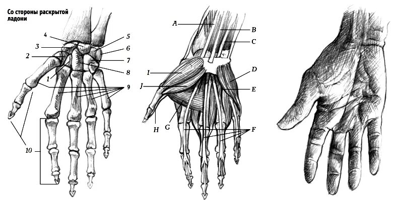Кости кисти анатомия строение. Кисть руки анатомия строение. Кости и мышцы кисти руки человека. Кости запястья строение. Покажи запястье человека