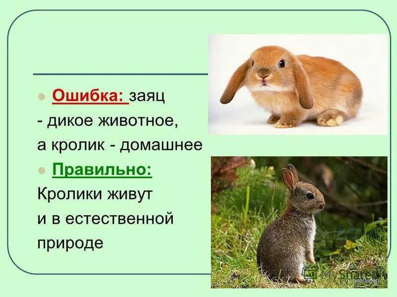 Картина а. Заяц меняет шубку. Заяц с морковкой рисунок. Н. Заяц-беляк".