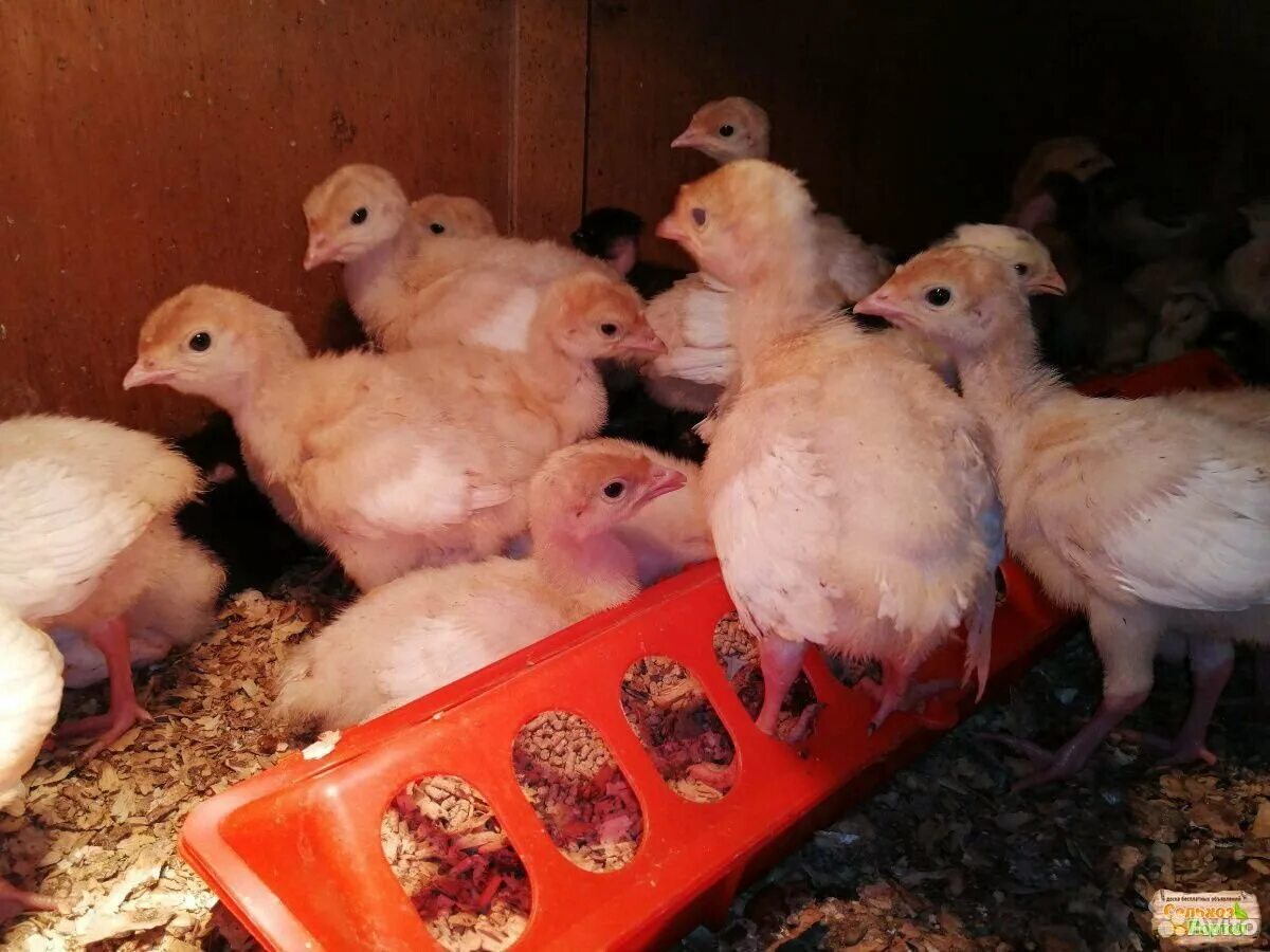 индюк конвертер. хайбрид кросс индюки. хайбрид кросс индюки. индюки породы хайбрид конвертер. индюшата канадские биг-6.