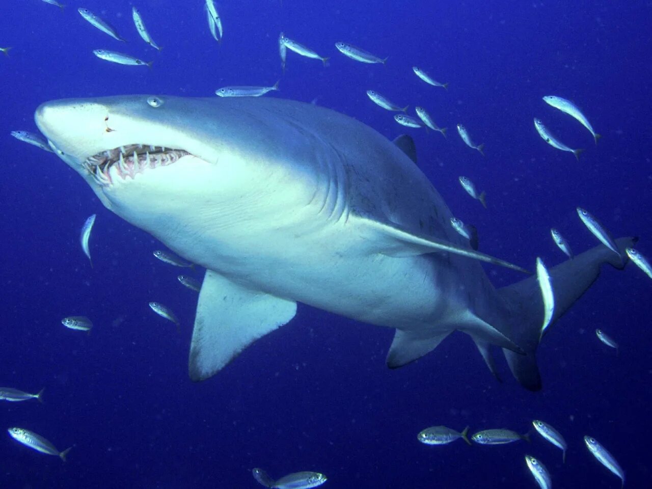 Акула тигровая Шарк. Carcharodon carcharias. Тигровая акула и белая акула. Тигровая акулбеоая акула. Акула в пресной воде