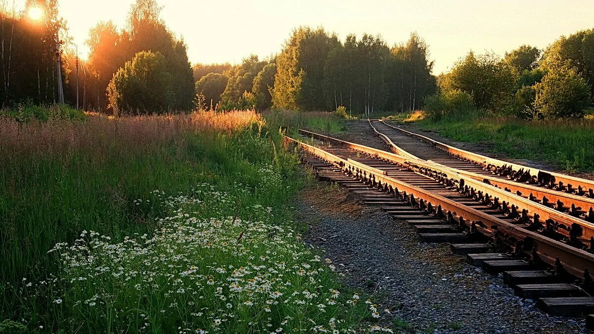 Железная дорога в деревне. ЖД Полустанок России. Полустанок на железной дороге. Ж.Д. Полустанок. Светлогорский лес Старая железная дорога.