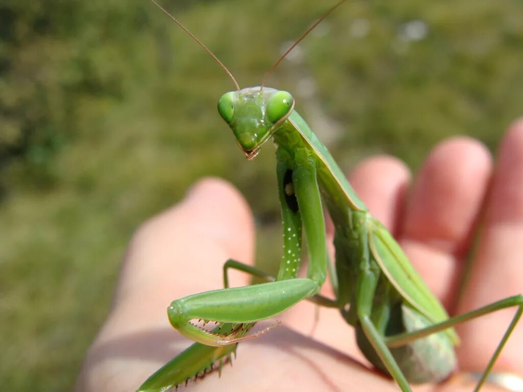 Ischnomantis Gigas богомол. Малазийский богомол-Щитоносец. Китайский богомол Tenodera sinensis.... Кузнечик палочник. Кузнечик пальчик