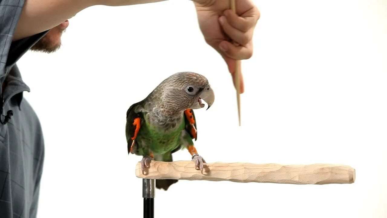 Попугай с микрофоном. Parrot Training. Попугай с лупой. Прирученный попугай. Уроки попугая говорить