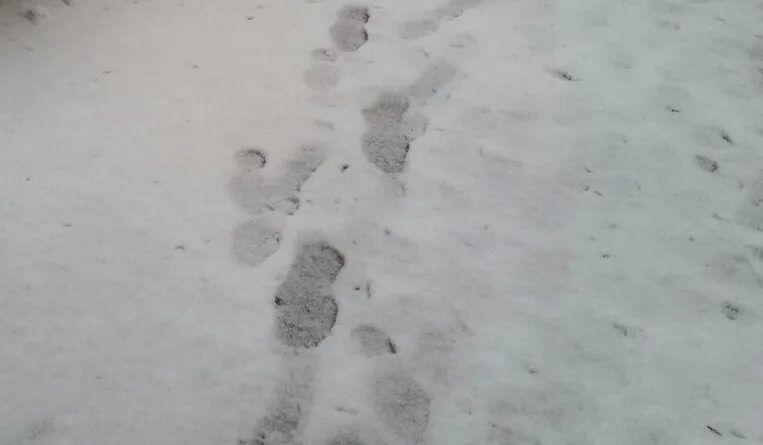 Дорожка следов. Следы обуви на снегу. Дорожка следов на снегу. Дорожка следов обуви на земле криминалистика. Дорожка следов обуви на снегу.