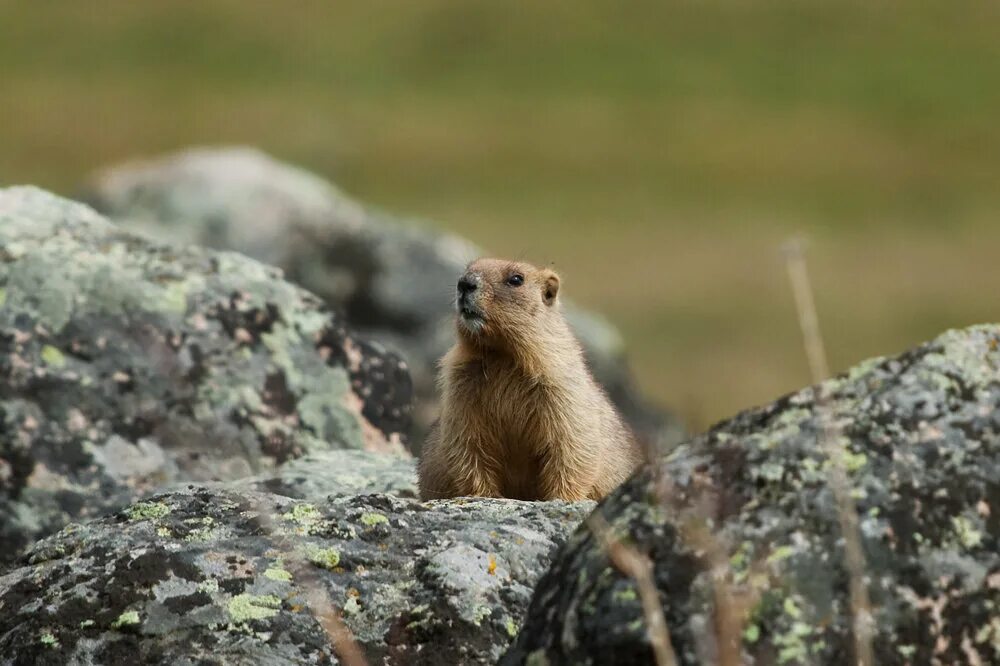 Marmota baibacina) серый сурок. Сурок алтайский край. Мармот сурок. Сурок алтай фото. Сурок алтайский край.