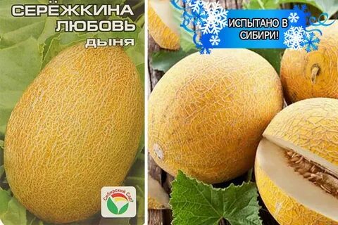 Дыня сережкина любовь