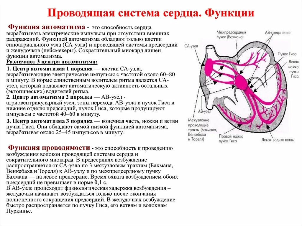 Миокард правого предсердия. Анатомия и функция проводящей системы сердца. Проводящая система сердца функциональная характеристика. Проводящая система сердца атриовентрикулярный узел. Проводящая система сердца синоатриальный узел.