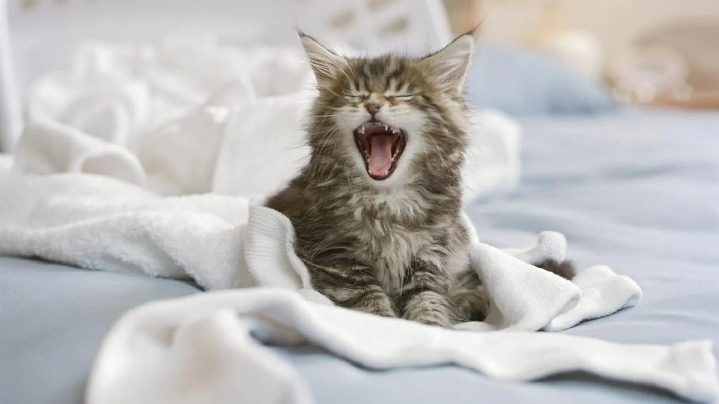 Котенок в постели. Котик в кровати. Кот зевает. Кошка нежится. Котик утро.
