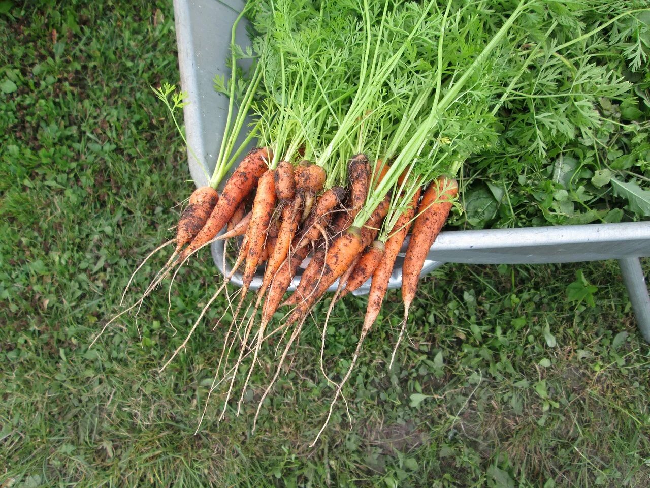 Можно ли сажать морковку. Морковь. Морковь на грядке. Урожай моркови. Морковь растет на грядке.