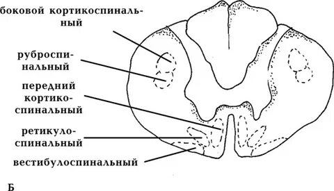 Передний спинно таламический путь