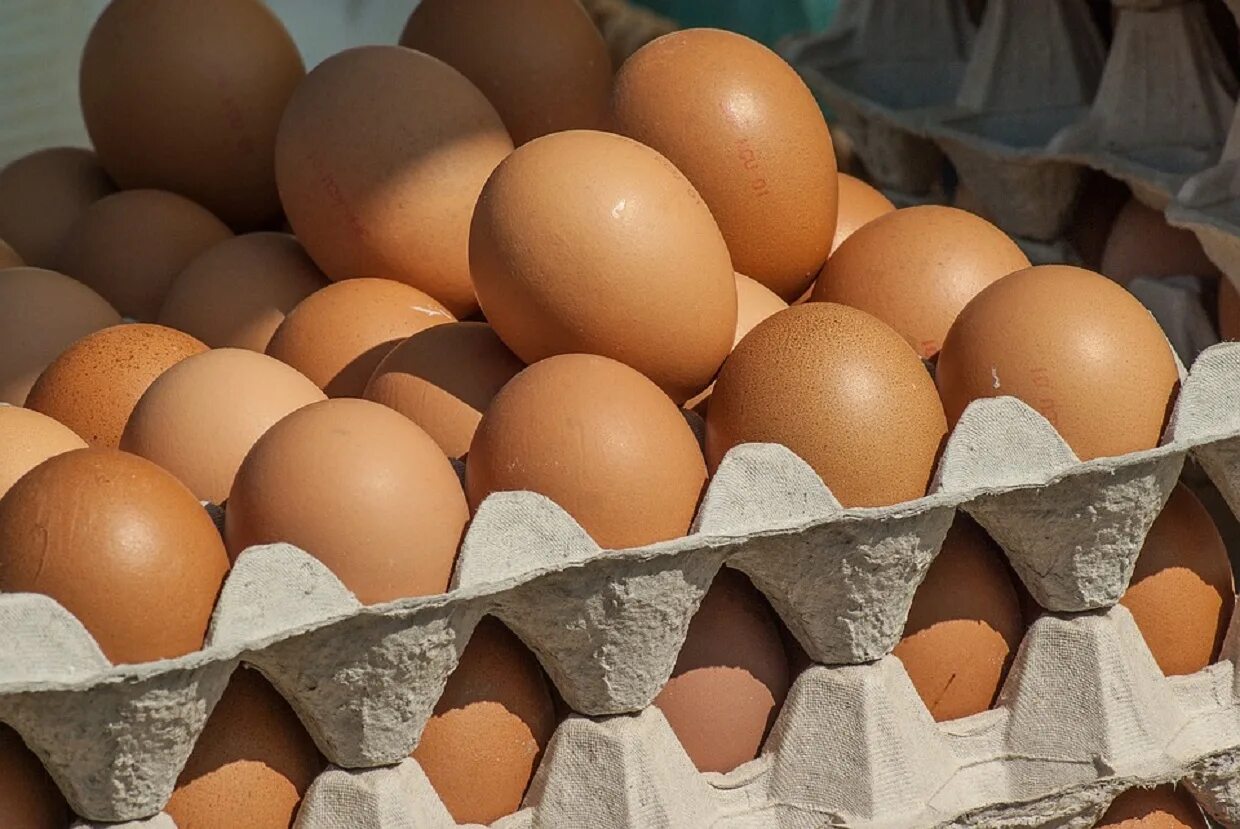 Яйцо. Яйцо куриное. Курица с яйцами. Яйцо (пищевой продукт).