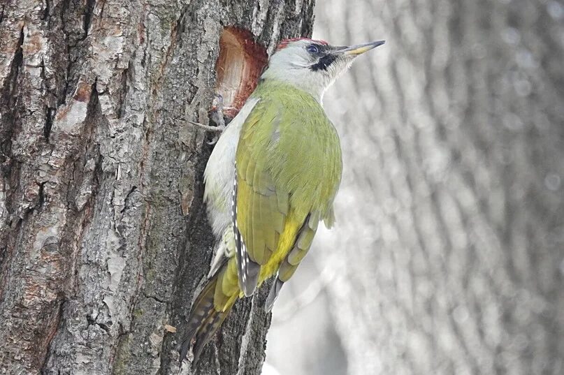 Crimson winged woodpecker Footage Stock Clips