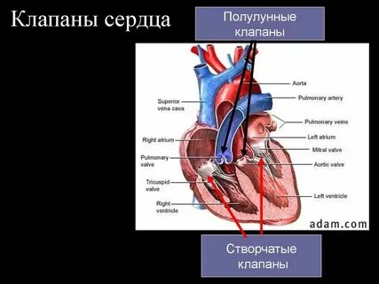 Полулунные клапаны закрыты створчатые клапаны закрыты