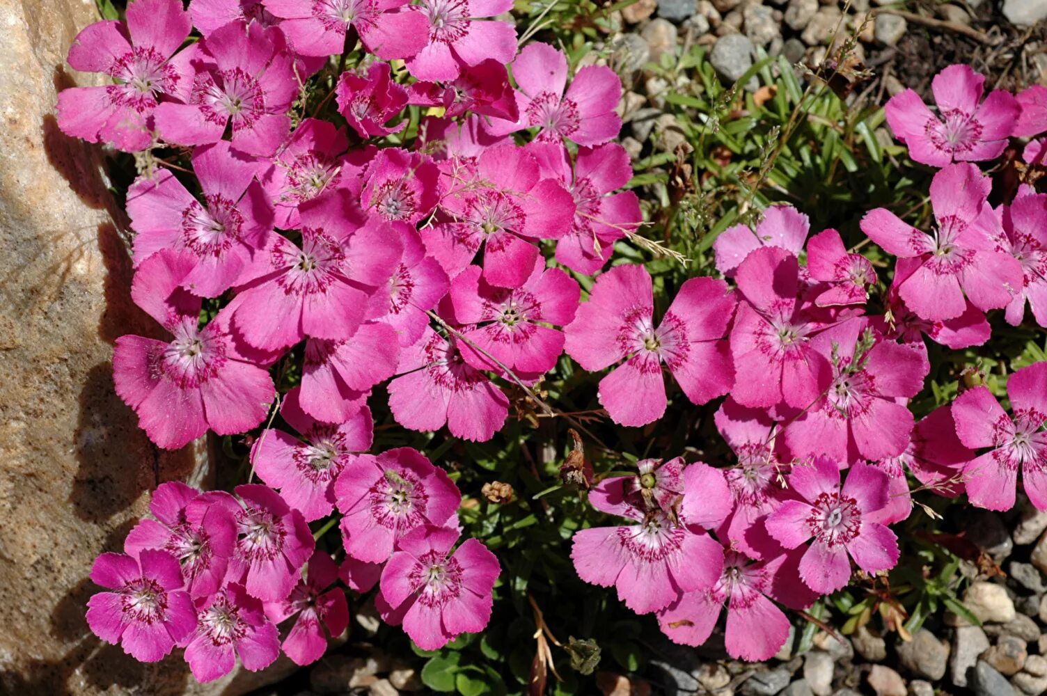 Гвоздика Dianthus Alpinus. Гвоздика Альпийская Диантус. Гвоздика Альпийская розовая. Гвоздика Альвуда Альпийская. Гвоздика почвопокровная