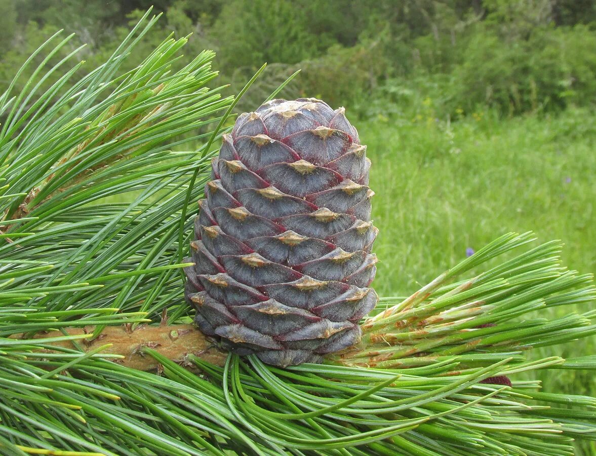 Хвойные орехи. Сосна Кедровая Сибирская (кедр Сибирский) – Pinus sibirica. Сосна Кедровая Pinus sibirica. Сосной сибирской (Pinus sibirica). Сосна́ Сиби́рская Кедро́вая (Pínus sibírica).