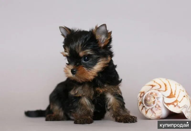 Йоркширский терьер брянск. Терьер брянск. Собака в брянске. Йорики стандарт мини. Кобель той терьер для случки.