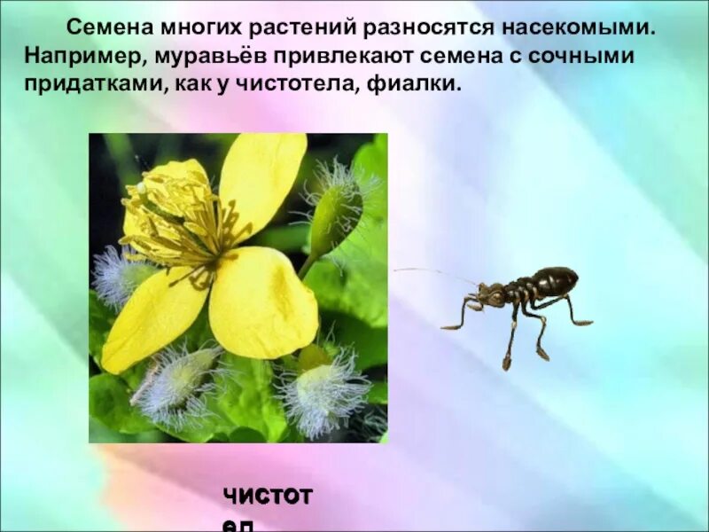 Как животные помогают растениям размножаться 3