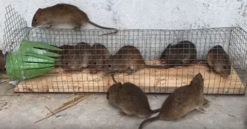 Как поймать крысу в частном доме