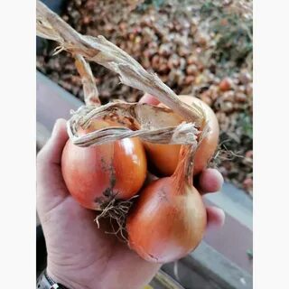 Объявление продам лук