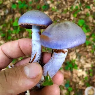 Синие грибы съедобные