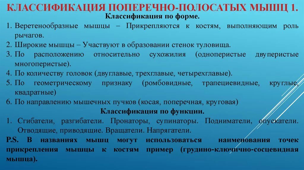 Поперечно полосатая мышечная ткань функции. Классификация поперечно полосатых мышц. классификация мышц поперечно-полосатые сердечная гладкие. классификация сухожилий. варианты классификаций поперечно-полосатых мышц.