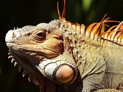 Closer to wildlife