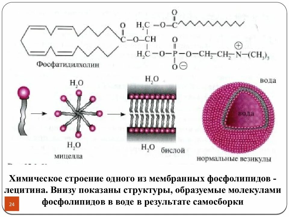 Молекула образуется в результате взаимодействия. Фосфолипид структура. Структура молекулы фосфолипида. Фосфолипид строение. Биофизика мембран.