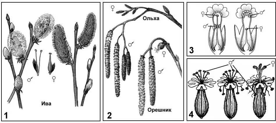 Как опыляется ольха. Ольха ветроопыляемое растение. раннецветущие растения опыляемые ветром. схема ветроопыляемого цветка. ветроопыляемые растения схема.