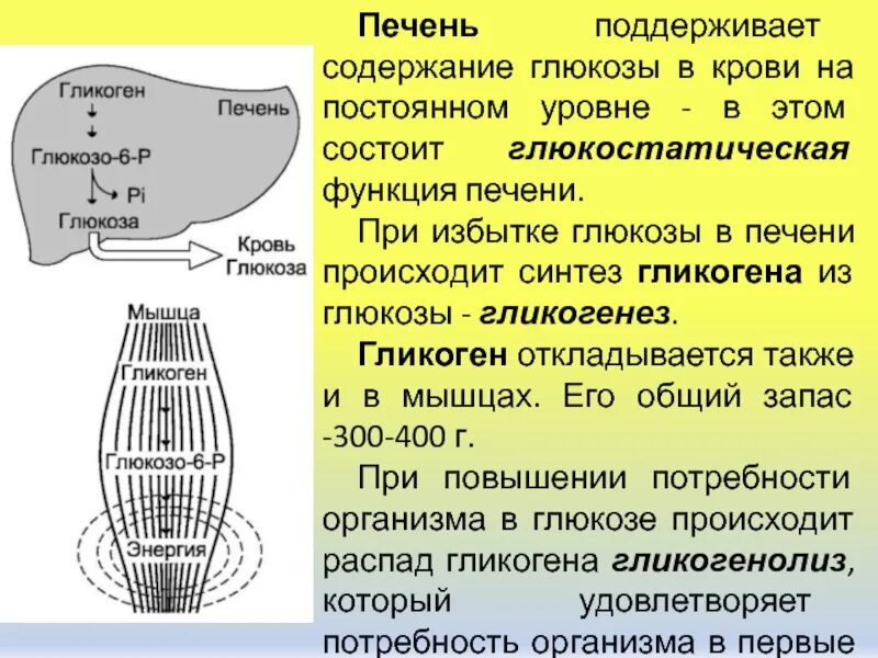 Клетка запасает энергию в виде