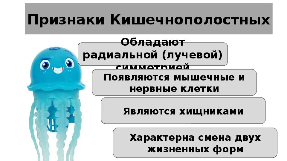 3 признака кишечнополостных. Признаки кишечнополостных. Признаки типа Кишечнополостные. Характерные признаки кишечнополостных. Признаки кишечнополостных животных.