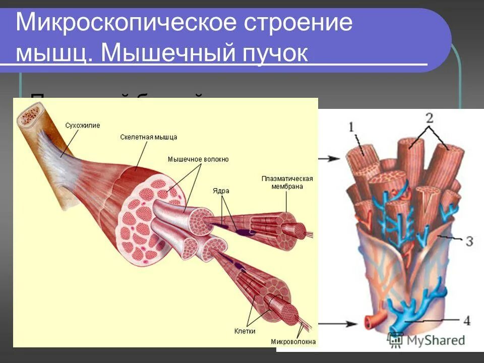 Сухожилие животных. Строение волокна мышцы. Строение скелетной мускулатуры. Строение скелетной мышцы 8 класс биология. Пучок мышечных волокон строение.