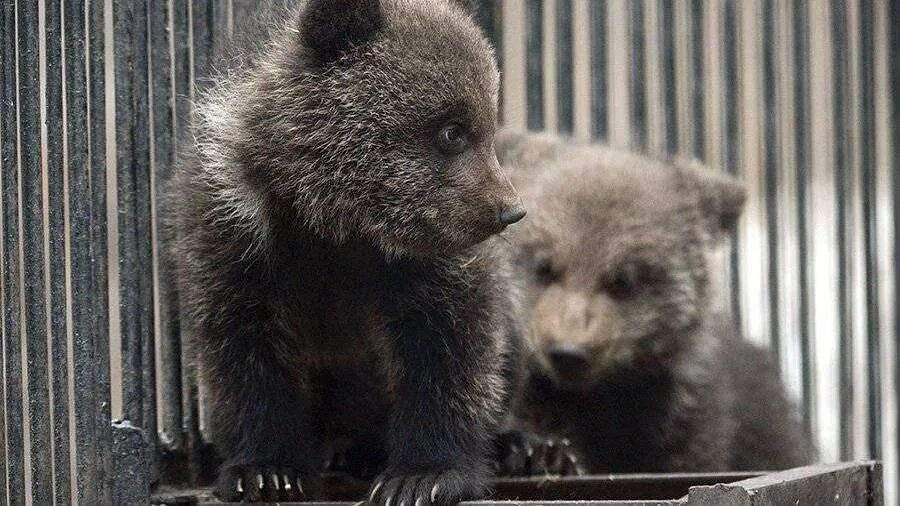 Детеныш белого медведя. Медвежонок 2 месяца. Медведица и новорожденные медвежата. Сильвания фэмили мишки. Двойняшки для медведя слушать.