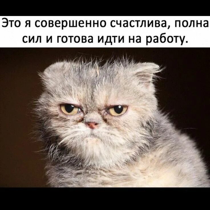 Приступить к работе. Полностью готов к работе. Опаздывающий человек. Радостный офисный работник. Бизнесмен в офисе.