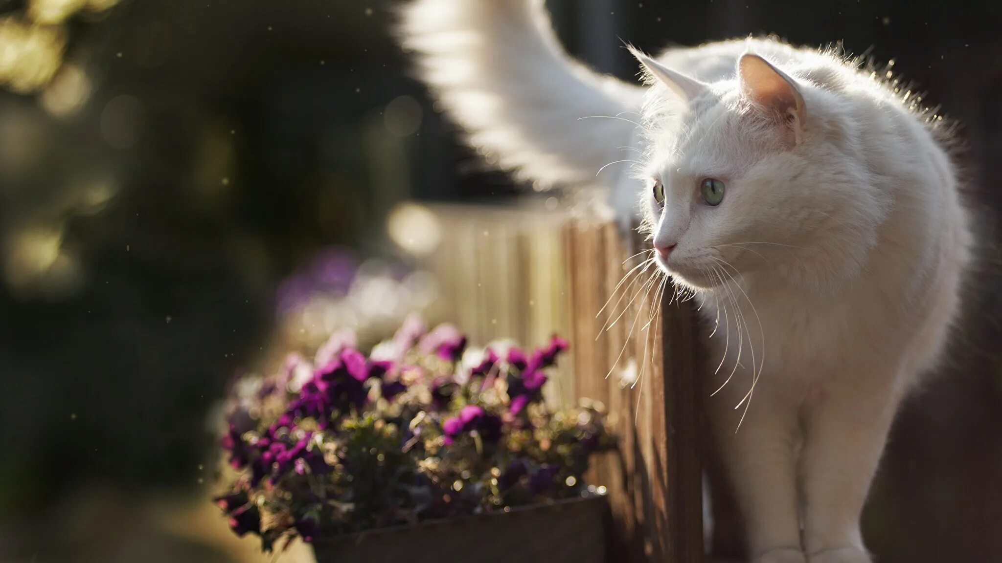 Белые кошечки картинки. Турецкая ангора кошка. Кошка белая. Красивые кошечки. Красивая белая кошка.
