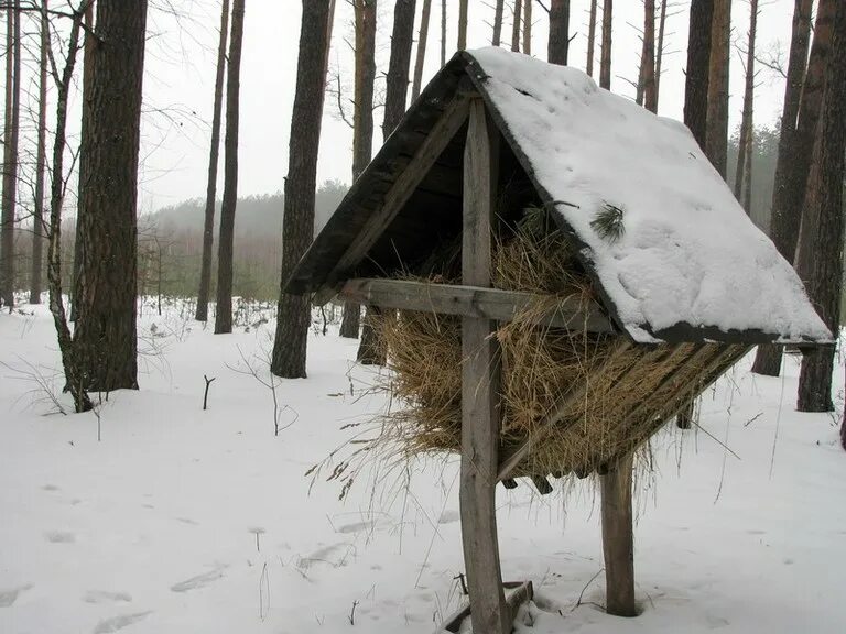 Помощь лосям. Кормушка для лося зимой в лесу. Кормушка для лосей. Кормушка для лося зимой. Кормушка для лосей в лесу.