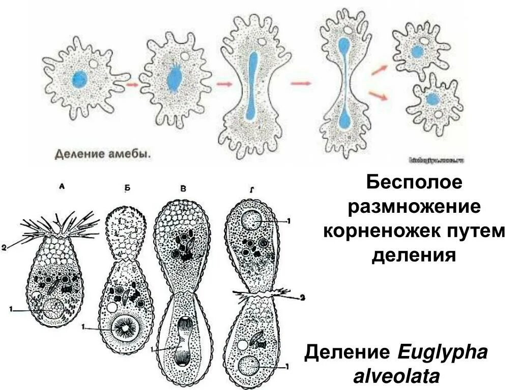 Схема бесполого размножения деление. Бесполое размножение деление клетки. Деление амебы бесполое размножение. Бесполое размножение амёбы. С помощью деления размножаются