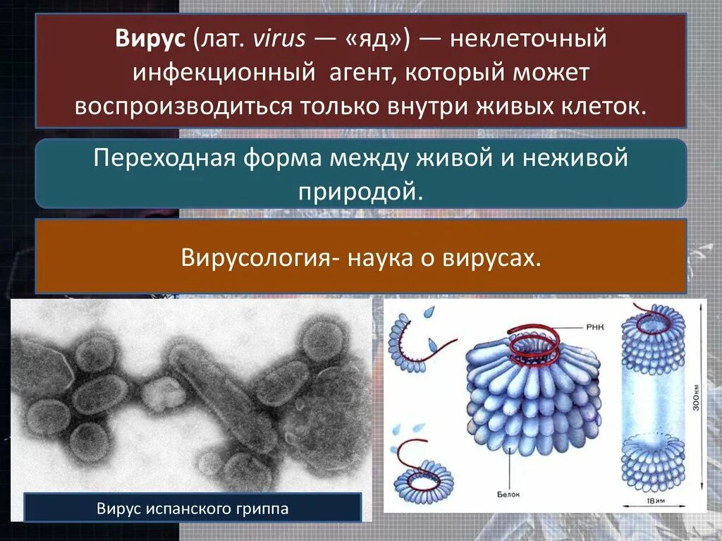 Почему вирусы неклеточные формы. Вирусы неклеточные формы. Вирусы неклеточные формы жизни. Вирусы биология 10 класс. Клеточная форма существования вирусов.