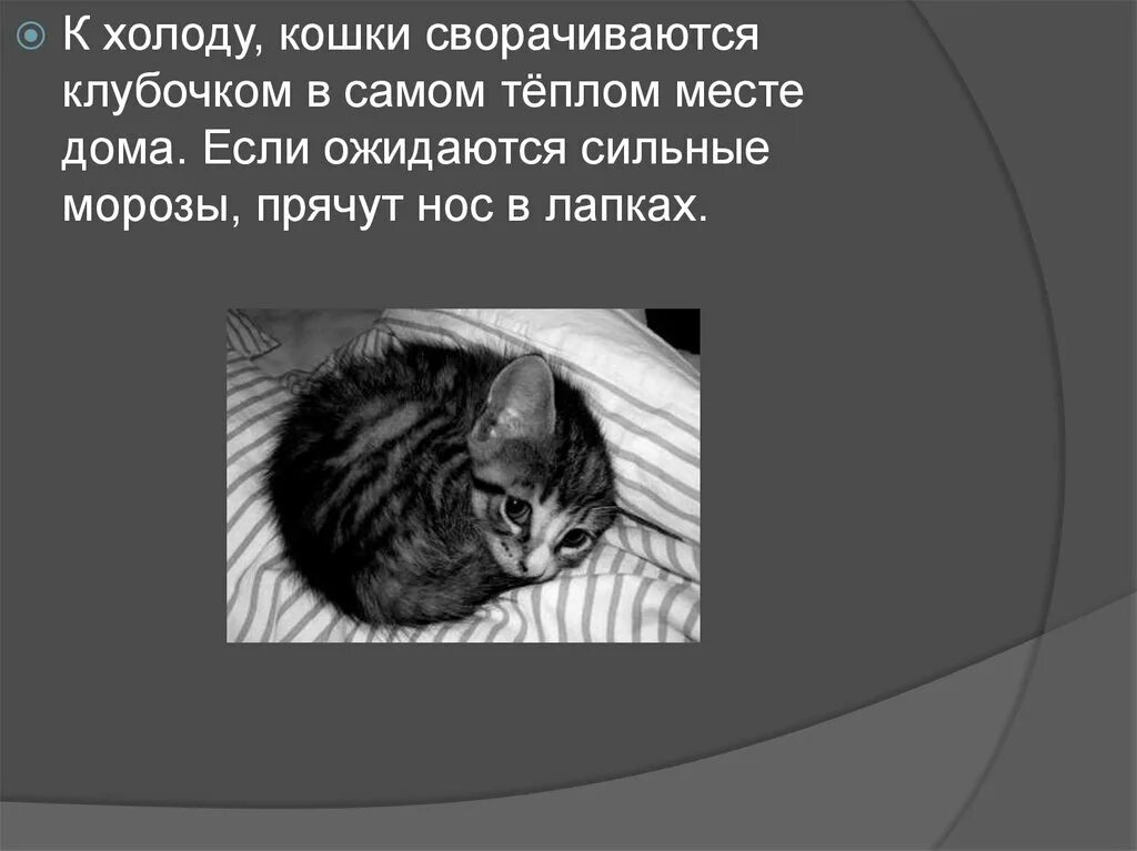 Почему умирают кошки приметы. Приметы про кошек. смерть кошки приметы. кот с предсказанием. кошки предсказывают смерть.