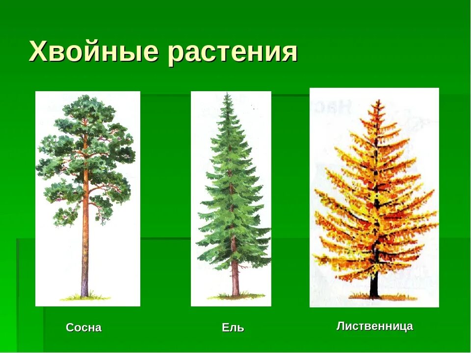 Различия хвойных и лиственных