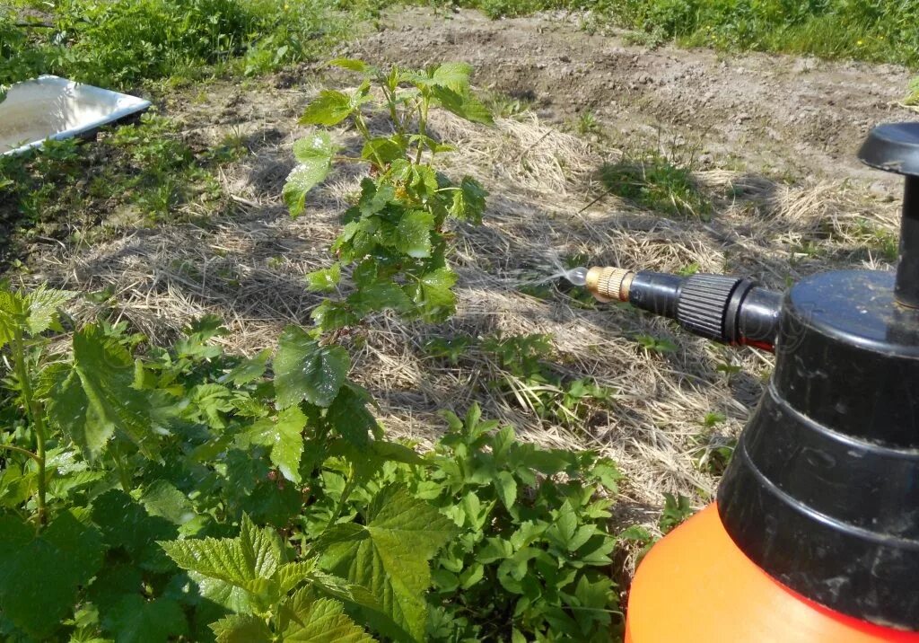 Препараты для обработки смородины. Самое эффективное средство от тли на смородине. Смородина осенью. Можно ли обработать смородину хомом. Можно ли обработать смородину хомом.