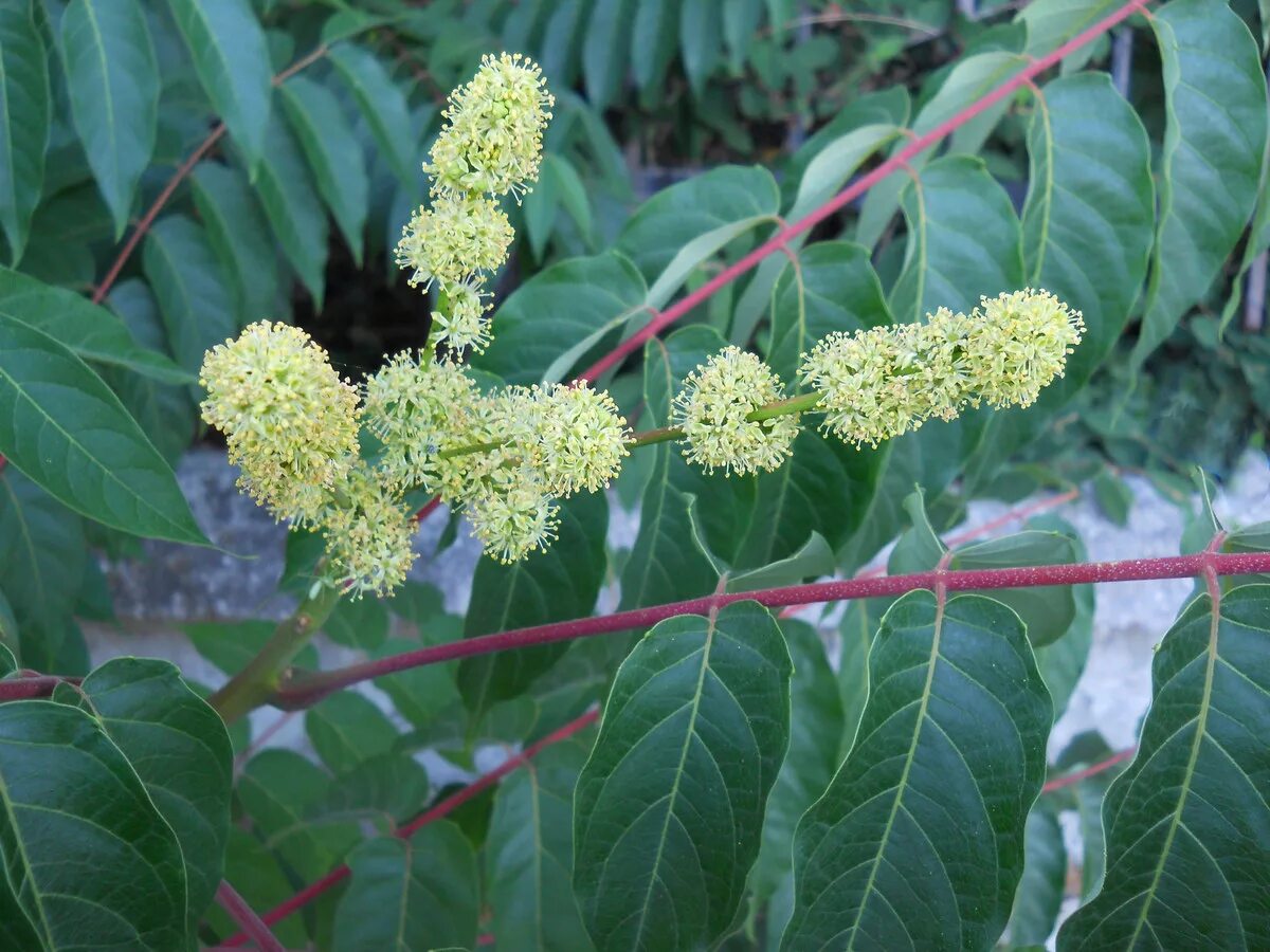 Айлант высочайший. Айлант дерево. Айлант высочайший китайский ясень. Ailanthus altissima растение. Айлант медонос дерево.