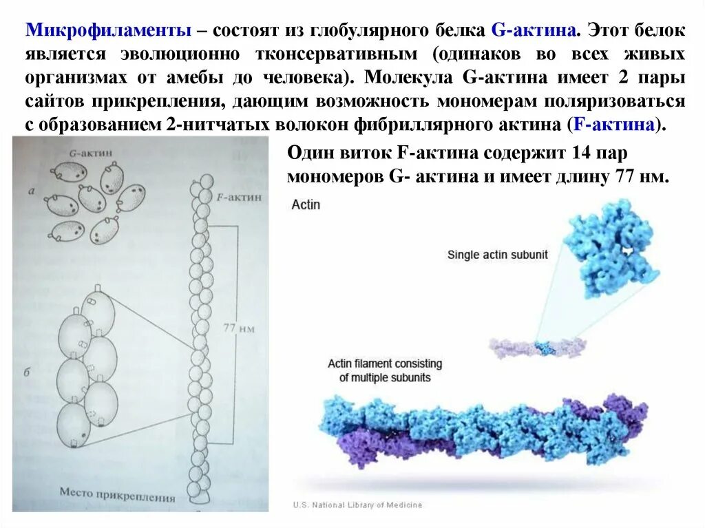 Что состоит из белка актина. Микрофиламенты состоят. Микрофиламенты состоят из белка. Состоит из актина. Актин состоит