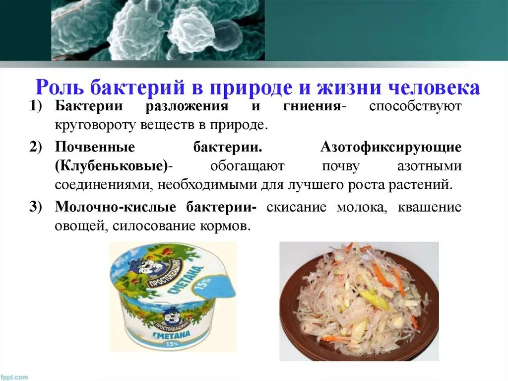 Значение бактерий в жизни человека впр. Презентация по биологии роль бактерий в природе. Роль бактерий в природе и жизни человека. Роль бактерий в жизни человека. Роль бактерий в природе и жизни.