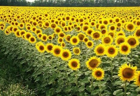 Әйелдер төменнен зәр шығаруда