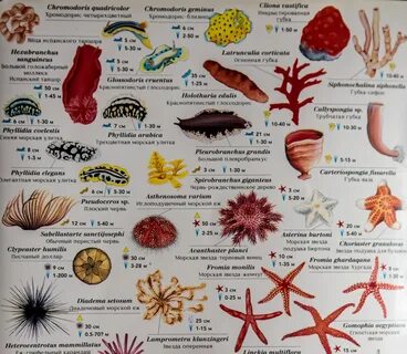 Какие есть морские название