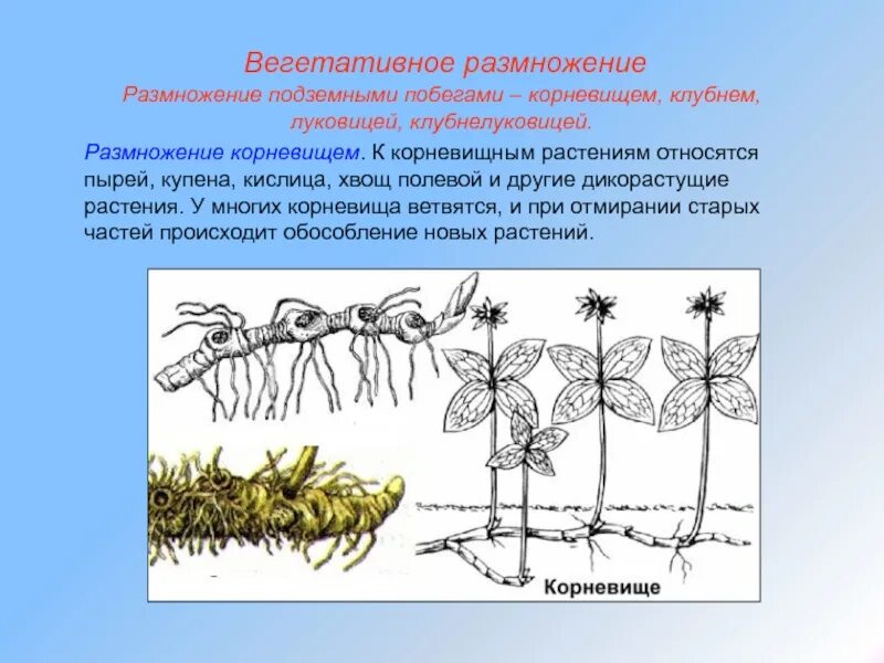 Подземными побегами являются корневища. Корневище купены строение. купена размножение корневищем. вегетативное размножение хвощей. размножение растений корневищами.