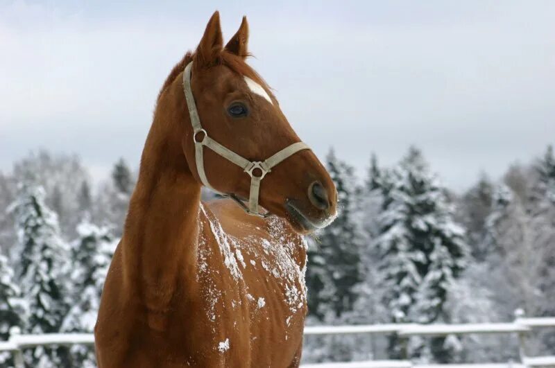 Кск тел. Рыжая лошадь зимой. Рыжая кобыла зимой. Кони в зимнем лесу. Рыжий конь зимой.