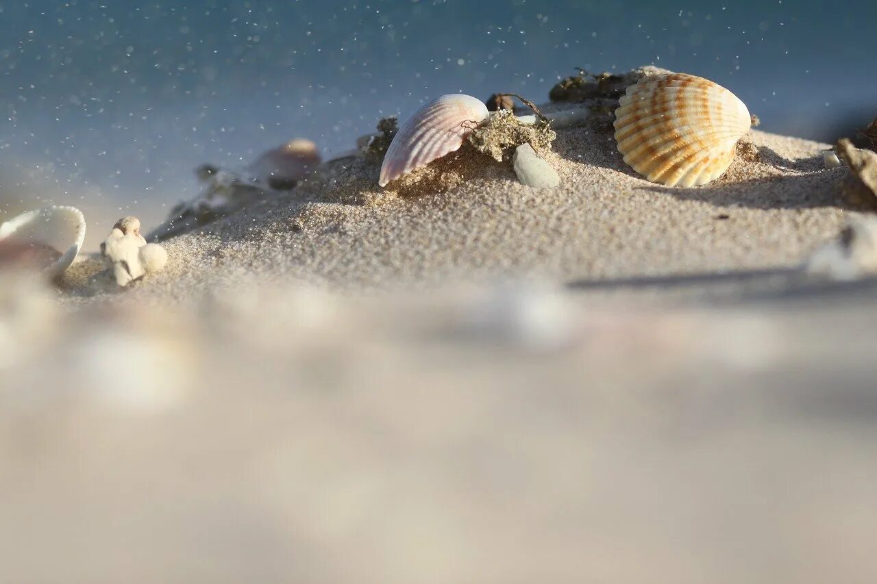Ракушки на песке. Море песок ракушки. Морская раковина. Красивые ракушки.