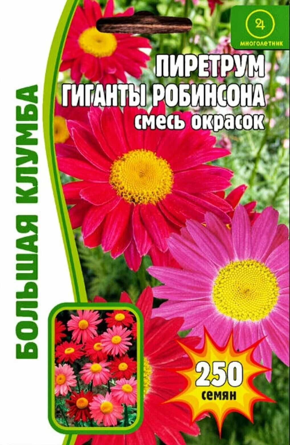 Пиретрум гиганты робинсона. Гигант робинсона. Пиретрум гиганты робинсона. Пиретрум робинсон смесь. Пиретрум красный семена.